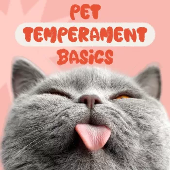 136b4d89ebc4b031bcdfa74f1ca3f132.webp-350x350.webp