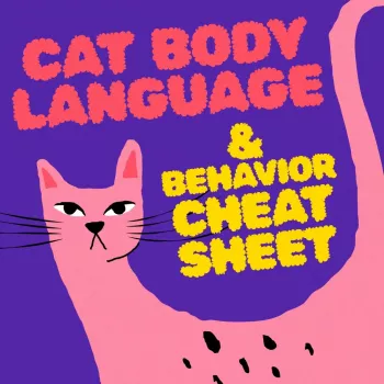 780069d00103484c54c6011e5bb23ce2.webp-350x350.webp